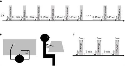 Changes in intermuscular connectivity during active elbow extension reveal a functional simplification of motor control after stroke